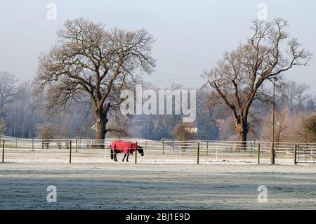 Un cavallo che indossa una copertura rossa che pascola in un gelo Campo coperto i, Pyrford Surrey Inghilterra UK Foto Stock