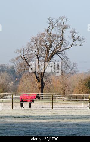 Un cavallo che indossa una copertura rossa pascolo in un campo coperto di gelo, Pyrford Surrey Inghilterra UK Foto Stock