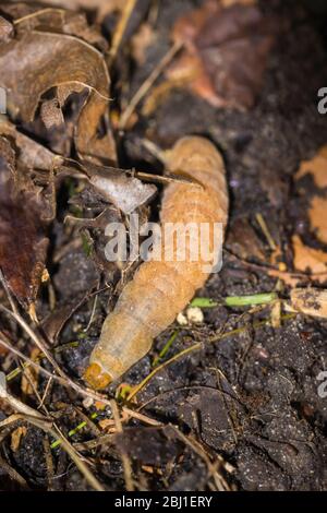 Bruco del carro giallo a bordo largo, Noctua fimbriata, visto in primavera in un giardino nel Surrey, Regno Unito Foto Stock