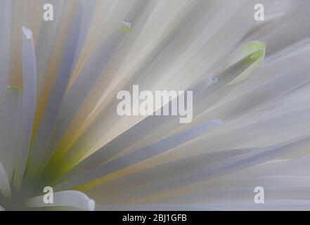 Un fiore di crisantemo tagliato, bianco con riflessi verdi, crea belle forme all'interno dei suoi petali mentre si appassisce e muore. Foto Stock