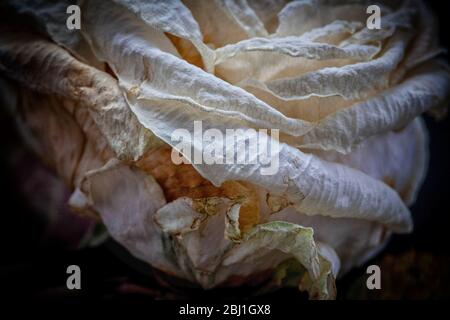 Una rosa crema crea belle texture come si appassisce e muore, studio girato su uno sfondo nero. Foto Stock