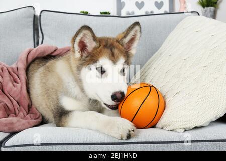 Carino Alaskan Malamute cucciolo con palla giocattolo sul divano, primo piano Foto Stock