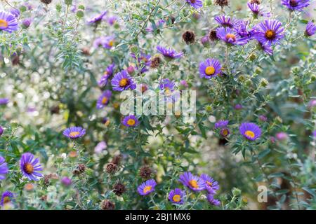 Alpen Aster fiori in pieno splendore e in primo piano Foto Stock