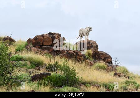 Tigre bianca selvaggia in piedi sulla roccia, Canyons della tigre, Stato libero, Sudafrica Foto Stock