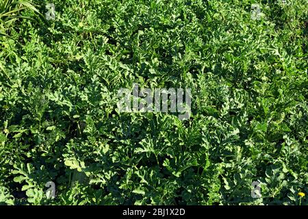 Piantagione di squash che cresce in giardino Foto Stock