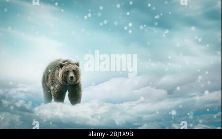 Orso che cammina nella neve. Foto Stock