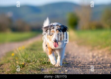 Pastore australiano camminando sul sentiero attraverso il tramonto gras Foto Stock