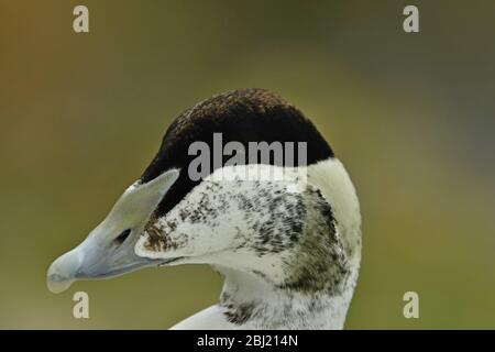 Il comune eider clouse su ritratto Foto Stock