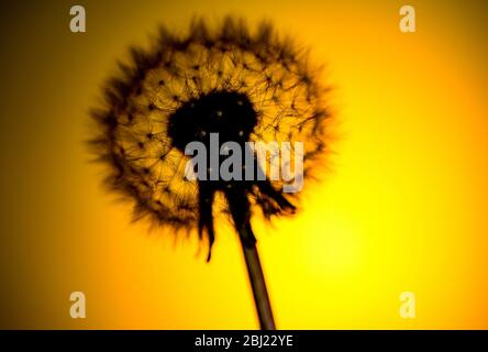 Dandelion fotografato come una silhouette contro uno sfondo giallo primavera che mostra fiori testa di semi Foto Stock