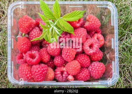 Lamponi, Robus idaeus cultivar, in un fusto di plastica, appena raccolti Foto Stock