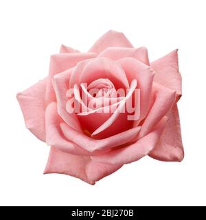 Bella rosa isolato su sfondo bianco. Rosa fiore rosa Foto Stock