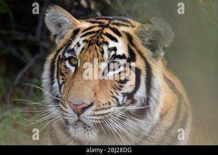 Tigre selvatiche, Canyons della tigre, Stato libero, Sudafrica. Sono allevati da John Varty come riserva per le tigri estinte in Asia. Foto Stock
