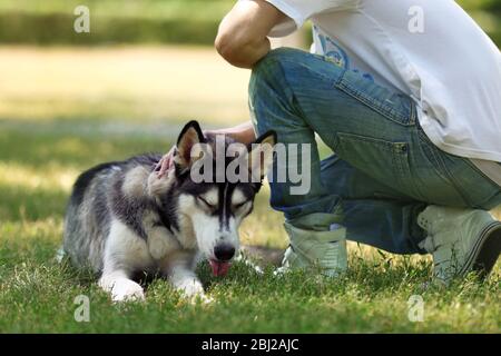 Giovane uomo con cane Husky bello nel parco Foto Stock