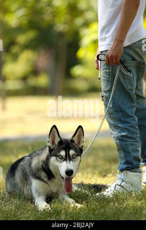 Giovane uomo con cane Husky bello nel parco Foto Stock
