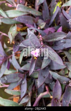 Vista di Tradescantia pallida, una specie di spiderwort (un genere di piante del nuovo mondo) Foto Stock