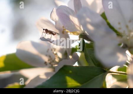 Zanzara seduta su un fiore bianco su un albero di mele in primavera. Foto Stock