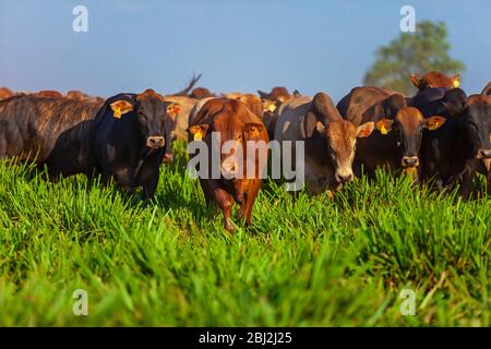 Bella mandria di bestiame Bonsmara dal Sudafrica Foto Stock