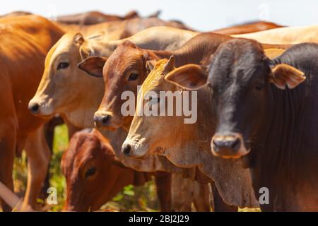 Mandria di mucche Bonsmara con i loro vitelli Foto Stock