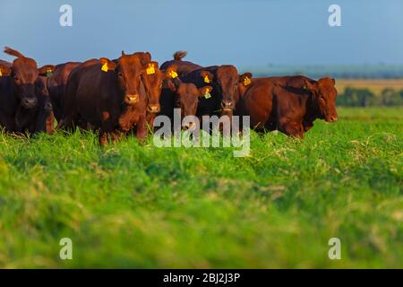 Mandria di mucche Bonsmara con i loro vitelli Foto Stock