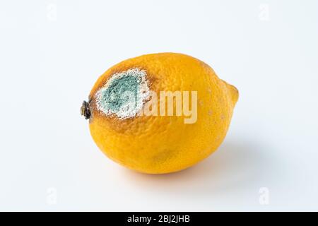 Limone ammuffito su sfondo bianco. Agrumi marcio con funghi. Cattiva qualità della frutta Foto Stock