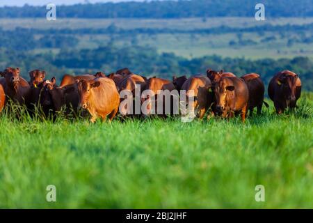 Mandria di mucche Bonsmara con i loro vitelli Foto Stock