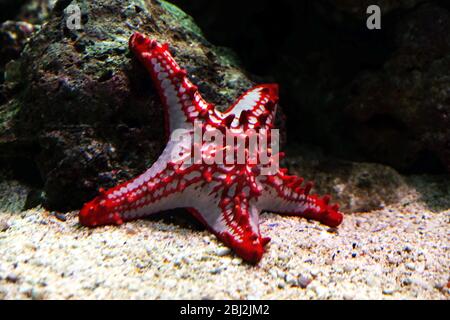 Mondo subacqueo - stella marina in un acquario Foto Stock