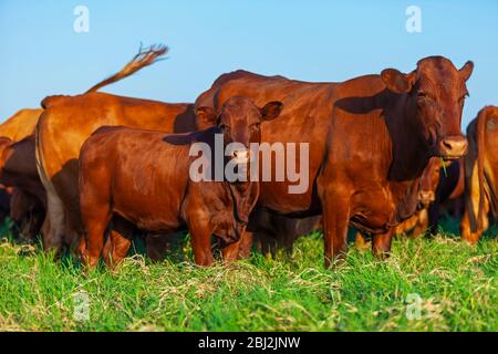 Mandria di mucche Bonsmara con i loro vitelli Foto Stock