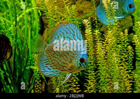 Mondo subacqueo - pesci esotici in un acquario Foto Stock