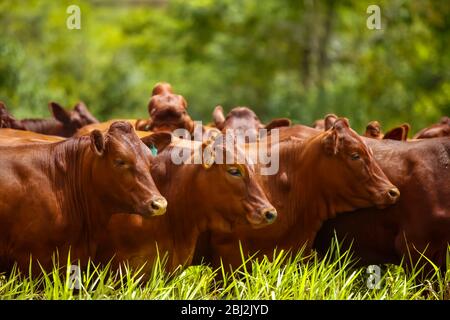 Mandria di mucche Bonsmara con i loro vitelli Foto Stock