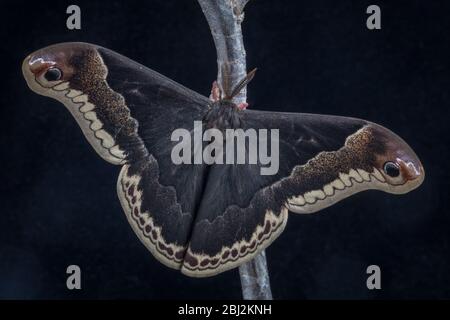 Promethea Moth, Callosamia Promethea, su sfondo nero Foto Stock