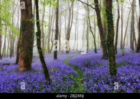 Un sentiero tortuoso attraverso un Bluebell Wood, Cornovaglia Foto Stock