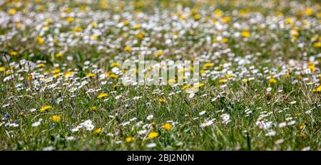 Wild Flower Meadow in Suffolk Foto Stock