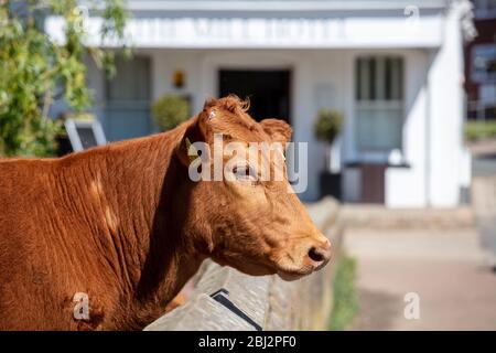 Mucche al Mill Hotel Sudbury Foto Stock