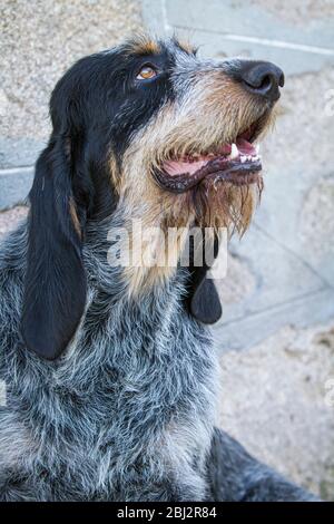 Griffon Bleu de Gascogne (Canis lupus familiaris), Galizia, Spagna. Foto Stock