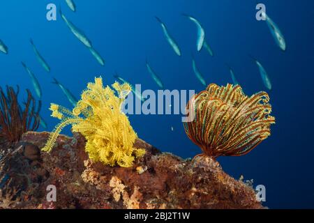 I Crinoidi della barriera corallina, Comanthina schlegeli, Kimbe Bay, Nuova Gran Bretagna, Papua Nuova Guinea Foto Stock