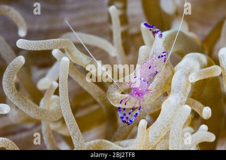 Gamberetti commensali in anemone marino, Periclimenes tosaensis, Kimbe Bay, New Britain, Papua Nuova Guinea Foto Stock