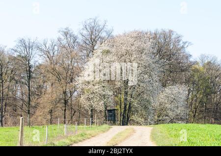 Foresta nella campagna rurale, nascondiglio di caccia, boschi Westerwald in Renania-Palatinato, Germania, Europa occidentale Foto Stock