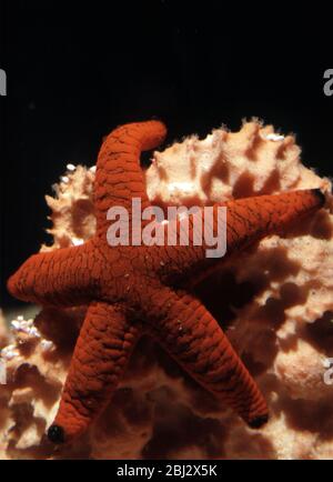 Fromia indica, comunemente chiamato stella marina indiana o stella marina rossa Foto Stock