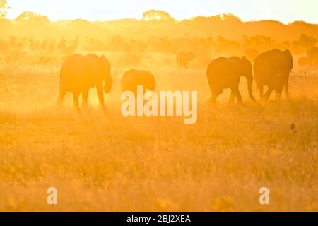 Elefanti che calciano la polvere all'acqua. Tramonto nel parco nazionale di Hwange, Sudafrica Foto Stock