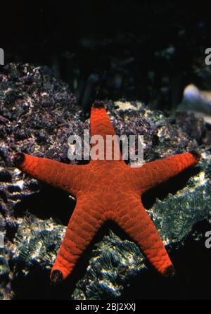 Fromia indica, comunemente chiamato stella marina indiana o stella marina rossa Foto Stock