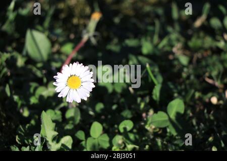 Un primo piano di un fiore. Foto di alta qualità Foto Stock