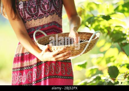 Cestino con chicchi di caffè in mani femminili Foto Stock