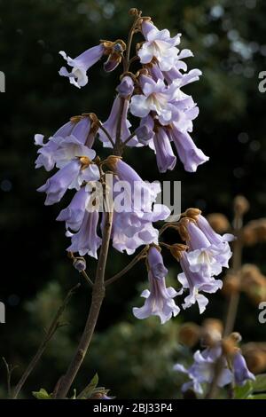 Fiore dell'albero dell'imperatrice - Paulownia tomentosa - una specie di albero dei guanti di Foxglove. Foto Stock