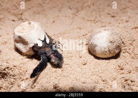 Hawksbill Sea Turtle Hatchlings, Eretmochelys embricata, Nuova Irlanda, Papua Nuova Guinea Foto Stock