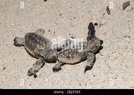 Hawksbill Sea Turtle Hatchlings, Eretmochelys embricata, Nuova Irlanda, Papua Nuova Guinea Foto Stock