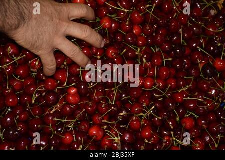 Cherries fresco su una bancarella di mercato in Turchia. Foto Stock