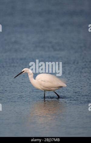 Piccolo Egret, Egretta garzetta, adulto singolo che guadi attraverso l'acqua. Preso novembre. Pennington Marshes, Hampshire, Regno Unito. Foto Stock