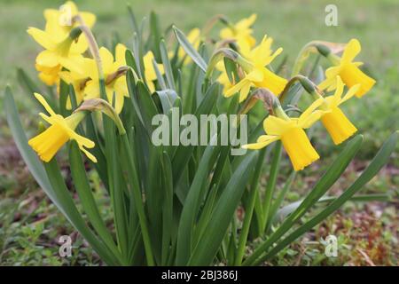 Splendidi e lussureggianti Daffodils fioriscono in primavera, Fiori gialli, Nuova vita, Innocenza, primavera Foto Stock