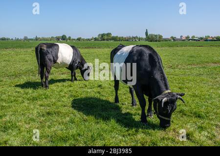 Dutch Belted, Lakenvelder, bestiame da latte in un prato verde vicino a Rotterdam, Paesi Bassi Foto Stock