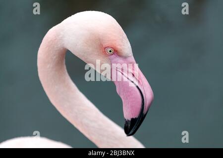 Un'immagine ravvicinata di una testa di fenicotteri rosa pallido che mostra chiaramente l'occhio di colore chiaro degli uccelli e il suo conto Foto Stock